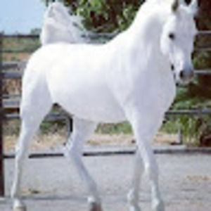 Meet your Posher, Ahmed rahim